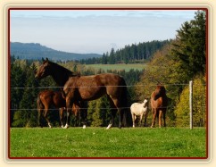 Klisny na pozdimní pastvině
