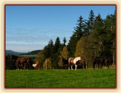 Klisny na pozdimní pastvině
