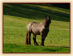 Tříletá Ardenka Fiona