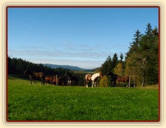 Klisny na pozdimní pastvině