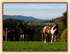 Klisny na pozdimní pastvině