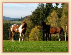 Klisny na pozdimní pastvině