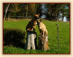 Naši psi na podstavci:-)