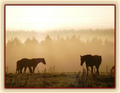 Stádo hřebců, mlhavé podzimní ráno