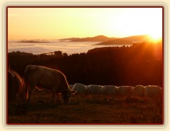 Naše budoucí mlíkárna, podzimní ráno