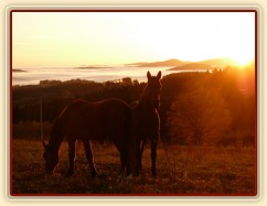 Stádo hřebců, podzimní východ slunce