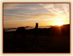 Stádo hřebců, podzimní východ slunce