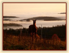 Stádo hřebců, podzimní východ slunce