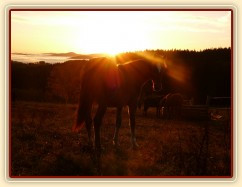 Stádo hřebců, podzimní východ slunce
