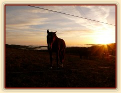 Stádo hřebců, podzimní východ slunce