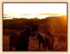 Stádo hřebců, podzimní východ slunce