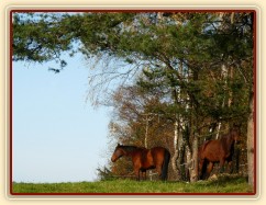 Stádo klisen, podzimní pastviny