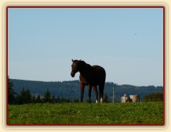 Stádo klisen, podzimní pastviny