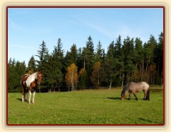 Stádo klisen, podzimní pastviny