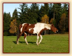 Tady je poránu ale nuda:-)