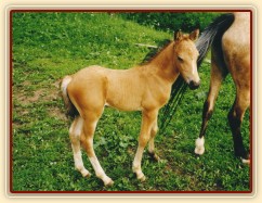 Měsíc starý Galen na pastvě v Loděnicích