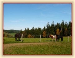 Stádo klisen, podzimní pastviny