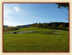stádo klisen, podzim 2014