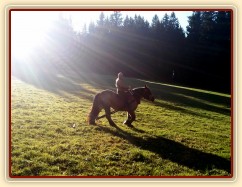 Tříletá Ardenka Fiona jede pracovat do lesa...