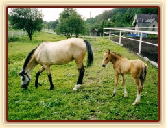 Greisy s Galenem v Loděnicích, Galen byl asi měsíc starý