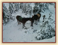 Novoroční vyjížďka, pod vrcholem Oblíku (1225m.n.m.)