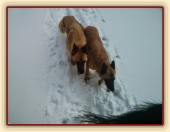 Novoroční vyjížďka, stoupání na Oblík