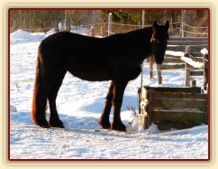Nový přírůstek ve stádě - mladá fríská klisna