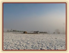 Stáda trochu v mlze, trochu na slunci:-)