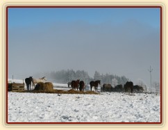 Zimní ráno...