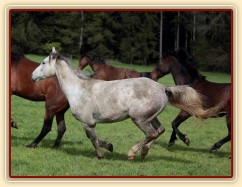 Dukát na jaře 2013