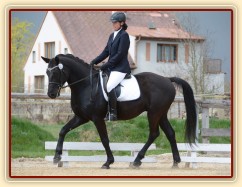 Carthago, 3. místo v drezuře Z v Dubenci 18.4.