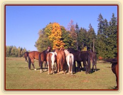 11.10.2015 - Stádo hřebců u balíku sena, podzim už je v plném proudu :-) 