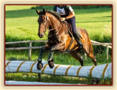 Chesterton, 10. místo všestrannost L -  Stříbrná podkova , Humpolec 19.7.