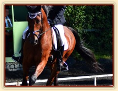 Bára 2. místo v drezuře Z ve Svržně 28.9.