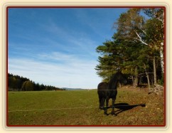 Čtyřletá fríská klisna Klotylda 