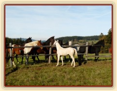 Začleňování nového hříběte do stáda