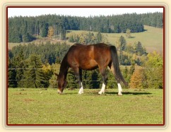 Oldenburská klisna Frýba 