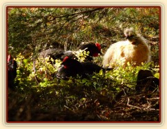 Naše "lesní" slepice