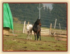 Půlroční klisnička s "náhradní" maminkou 