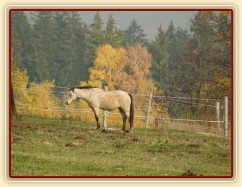 Greisy,  jedna s místních "důchodců", 22 let:-) 
