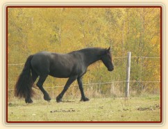 Čtyřletá fríská klisna Klotylda 