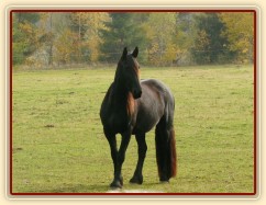 Čtyřletá fríská klisna Klotylda 