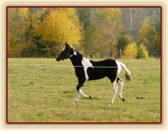 Nový přírůstek do stáda klisen,  půlroční klisnička 