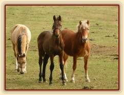 Nově příchozí hřebečci, dva ročci a jeden letošní. 