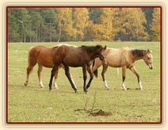 Nově příchozí hřebečci, dva ročci a jeden letošní. 