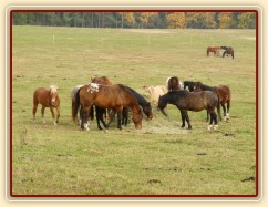 Stádo hřebců u sena