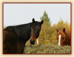 Kluci nad balíkem sena