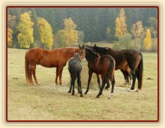 Nově příchozí letošní hřebečci 