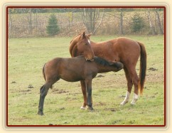 Nově příchozí letošní hřebeček hledá mléko u tříletého hřebce :-) 