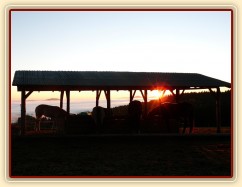 Mlhavá podzimní rána, stádo klisen u seníku 